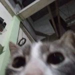 aautrn's hang out