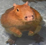 Capybara yes group