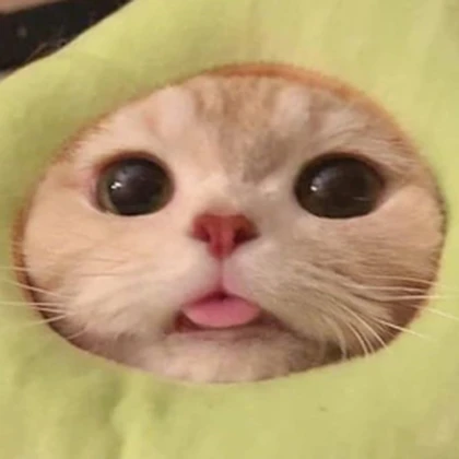 Not a Cat Roblox group icon