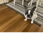 Dogs are awesomely