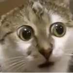 Confusion Moments