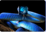 Python Inc security and administration