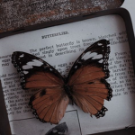 ୨⎯ "brown butterflies" ⎯୧