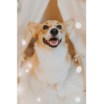 corgi cowgirls