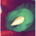 pretty birdies