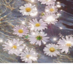 *~Atheistic Flowers~*