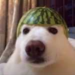 Duodoggos Gang