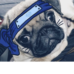 Gio the pug fan group