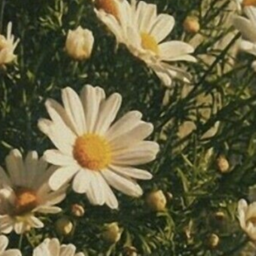 🌼