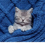 Kitten Closet