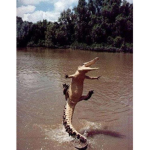 Demented Crocodiles