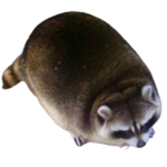 Skipper The Raccoon