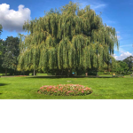 WillowNotFound