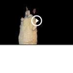 Ninja is cat