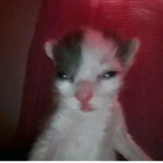 Kittyツ