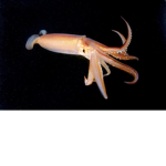 Squids of Entirety Squad