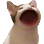 Popcat gangs