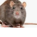 RIP MR CHESE