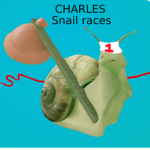 Charles snail races