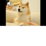 Doges are epic gamers