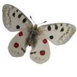 Apollo Butterfly