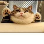 Builders of the big big big fat cat group
