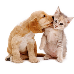 Animal helpers Club!