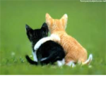 friendsforlife