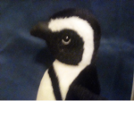 Penguin-Army