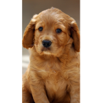 Smol puppy’s :]