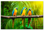 Parrot studi0s