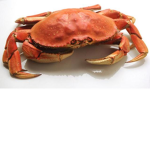 ultimate crabs united