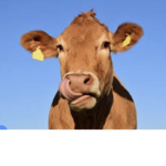 The Real Cow Squad