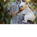 Save The endangered koalas