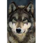 WOLF'S!!