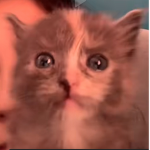 precious bbvys