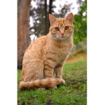 team orange cat
