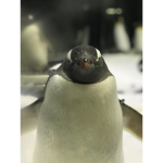 ~penguin crew~