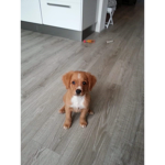 Hi ik heb toca boca
