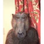 Devious Monke