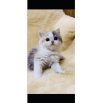 猫大好きグループ