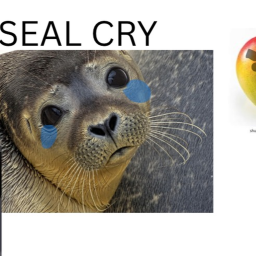 Sad seal cry bully cry very emotinal story