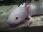 axolotl’s United!