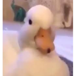 Mr.Duck_Worth