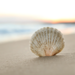 Ocean shells