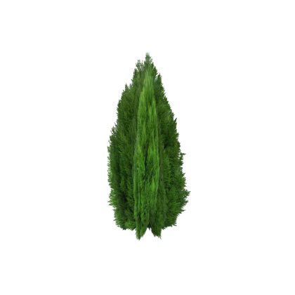 Bush