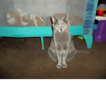 This is my cat bb