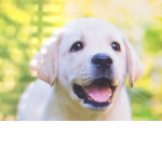Jade’s puppy love