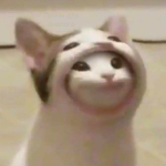 Fan of pop cat