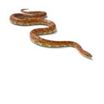 CornSnakeProductions
